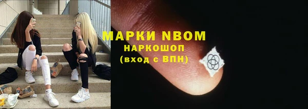 сатива Новозыбков
